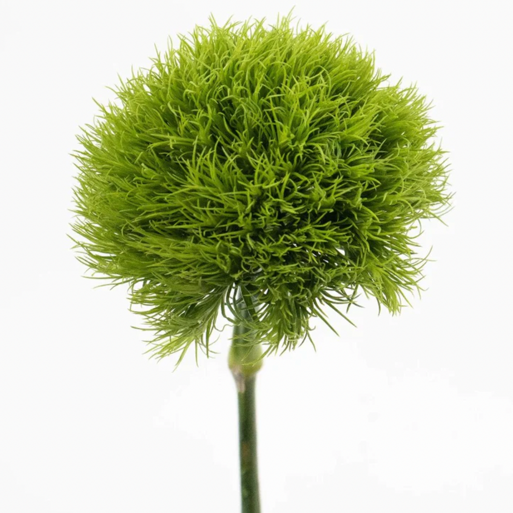 Dianthus
