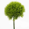Dianthus