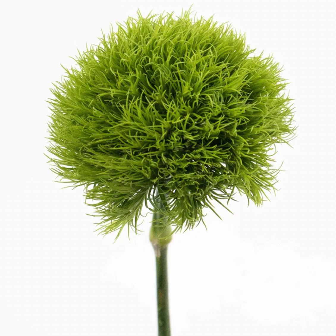 Dianthus