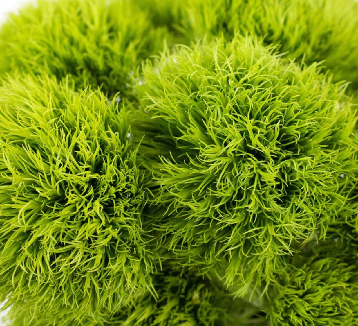 Dianthus