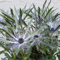 Eryngium